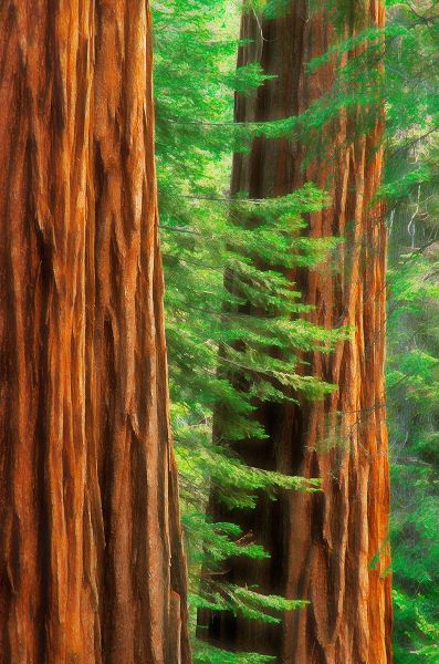 California-Yosemite National Park Abstract of sequoia tress in Mariposa Grove